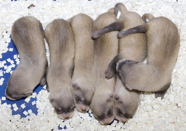 かわいいかわいいフェレットの赤ちゃん 餌の与え方など飼い方の注意点は