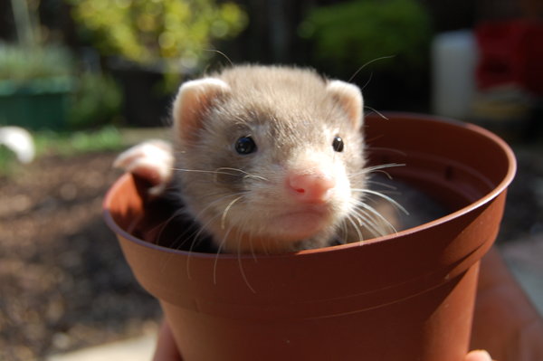 かわいいかわいいフェレットの赤ちゃん 餌の与え方など飼い方の注意点は