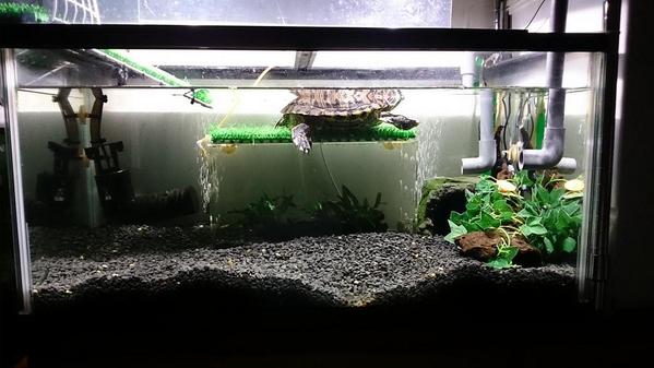 ミドリガメ イシガメ クサガメの仕草と行動が意味すること