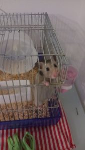 ハムスターを水槽で飼うことのメリット デメリット 水槽で飼育する際に注意したいこととは