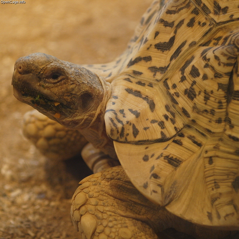 大きさが魅力のヒョウモンリクガメ 飼おうと思ったら成長後の大きさも考えて