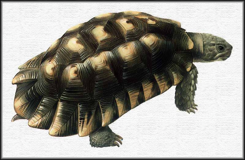 甲羅がカッコよ過ぎ 一味違う個性的な甲羅が魅力的なフチゾリリクガメ