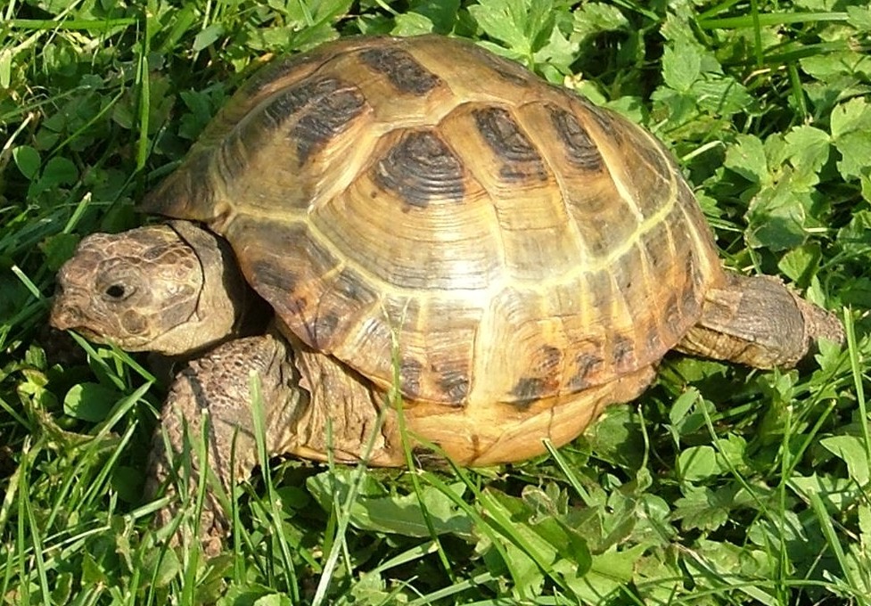 寒さに強くて丈夫 日本の気候に合うロシアリクガメ 飼い方で注意することは